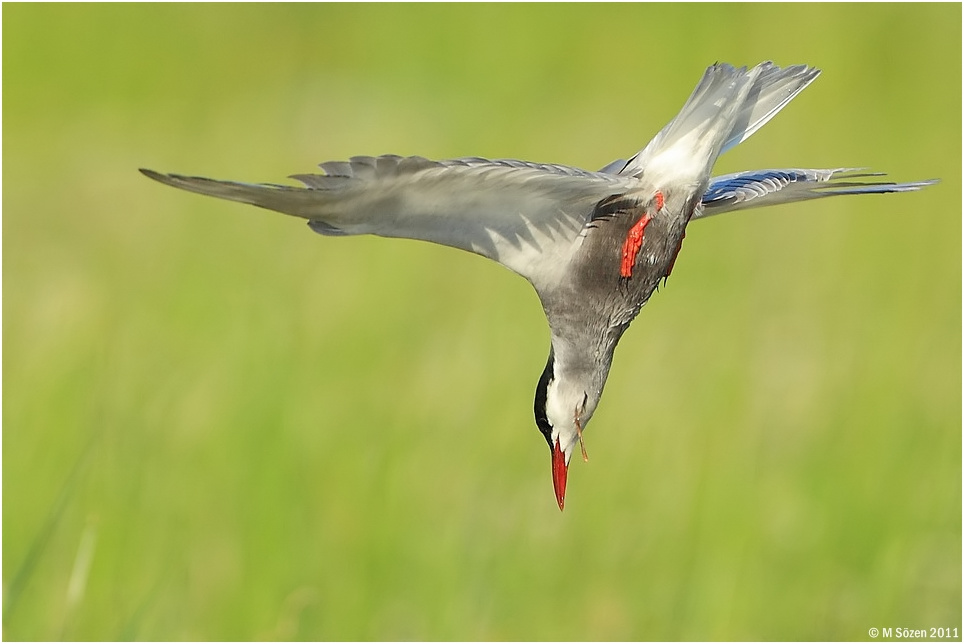 Whiskered Tern