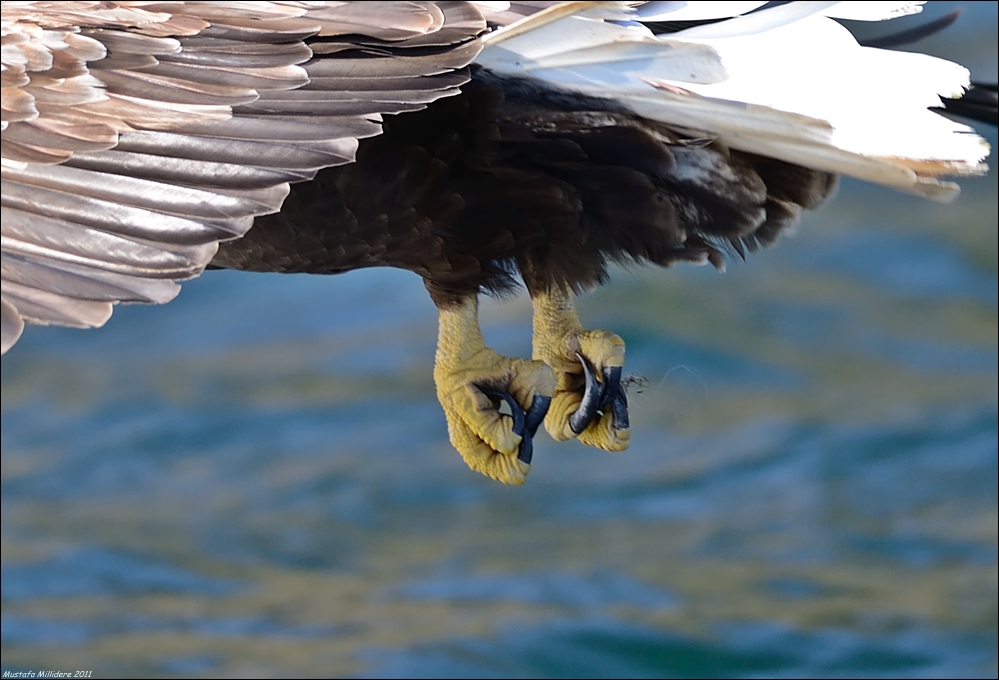 White-tailed Eagle