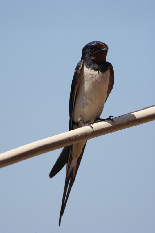 Barn Swallow