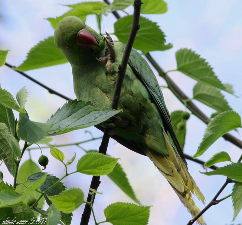 Rose-ringed Parakeet