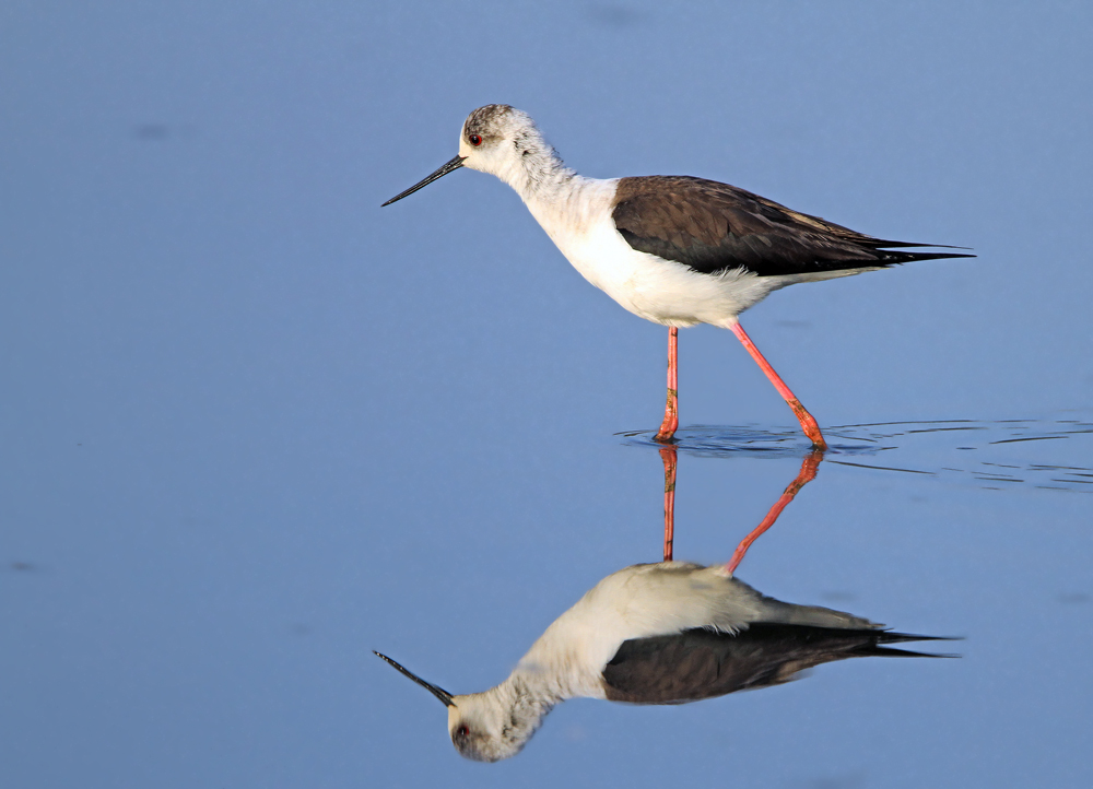 Black-winged Stilt