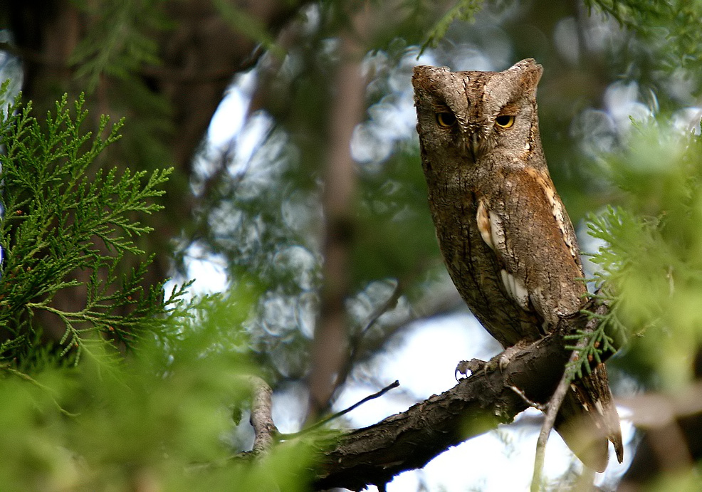 Eurasian Scops Owl