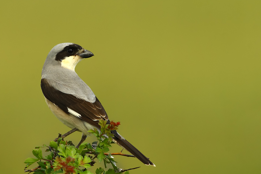 Lesser Grey Shrike