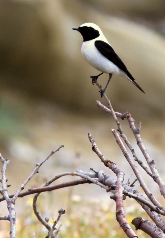 Black-eared Wheatear