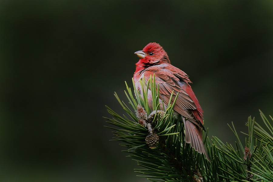 Common Rosefinch