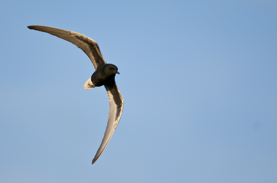 White-winged Tern