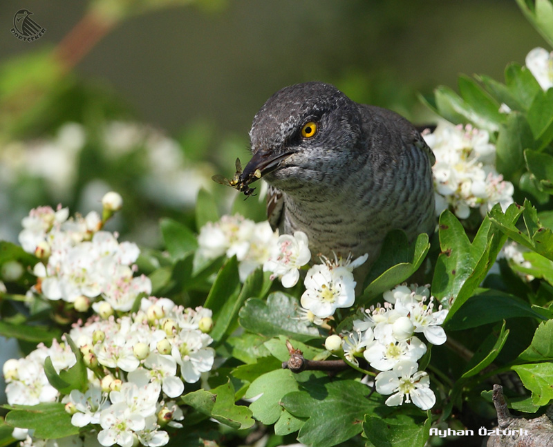 Barred Warbler