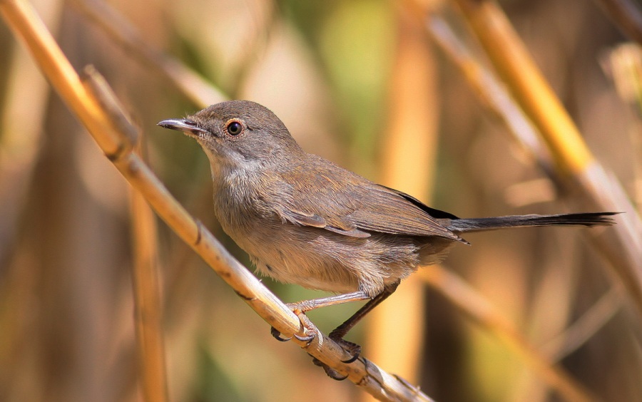Sardinian Warbler