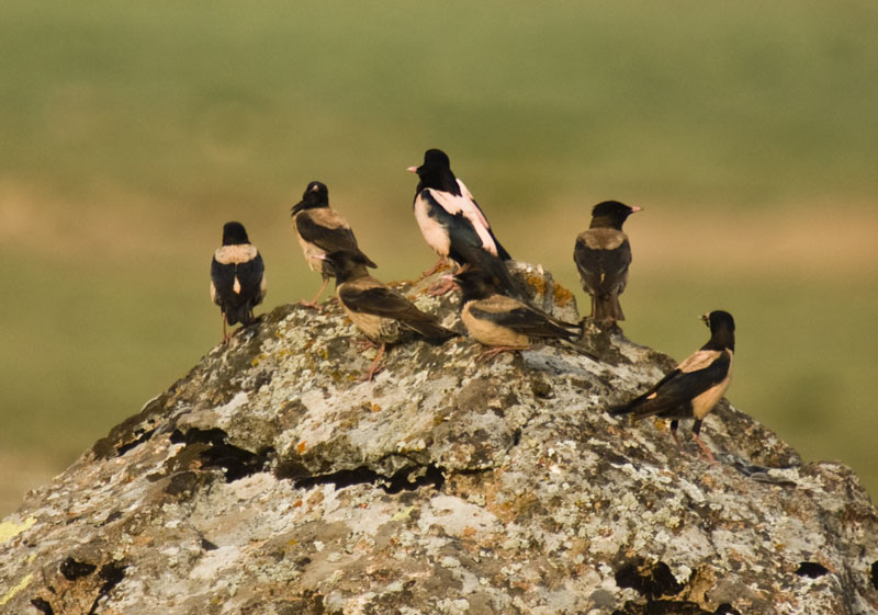 Rosy Starling