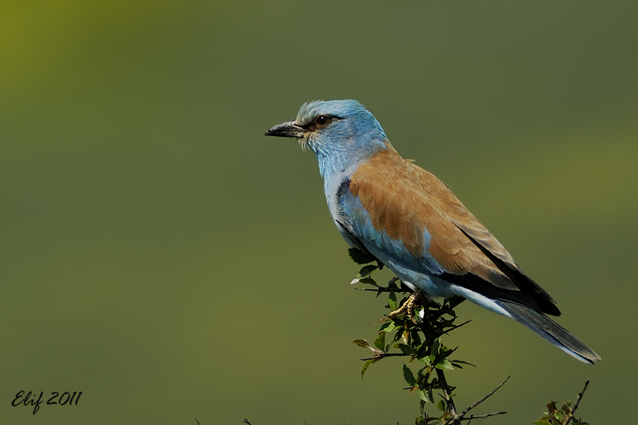 European Roller