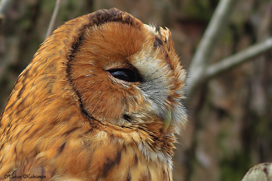 Tawny Owl