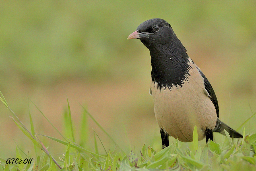 Rosy Starling