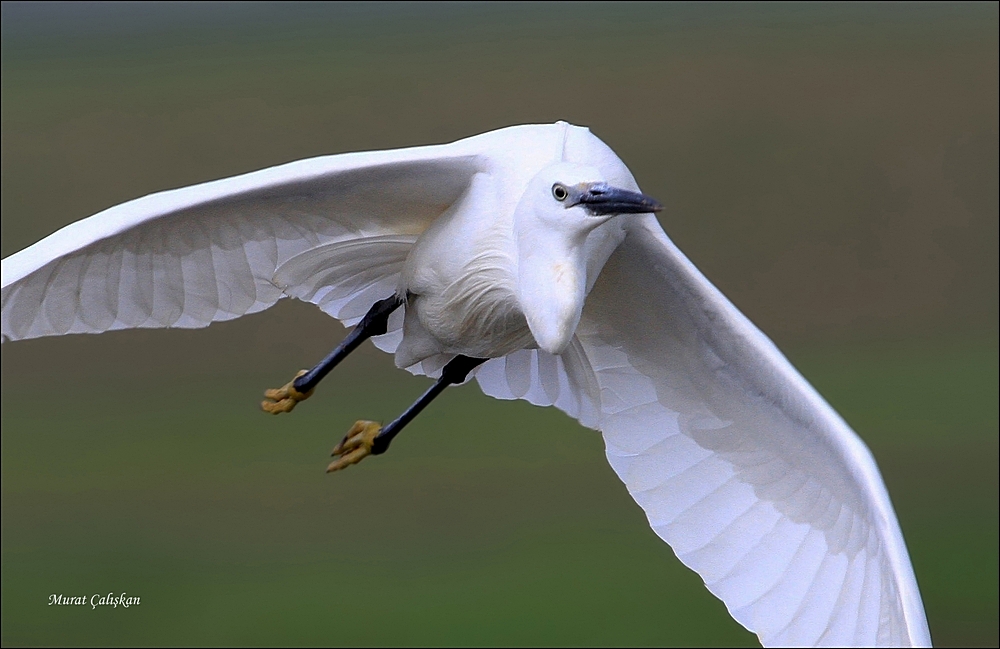 Little Egret