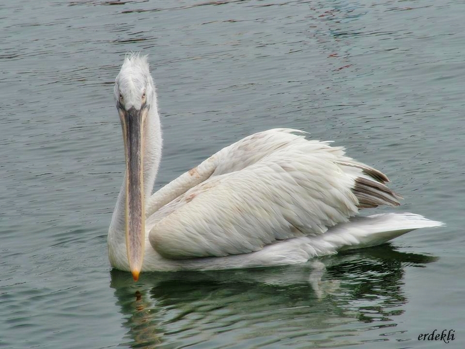 Dalmatian Pelican