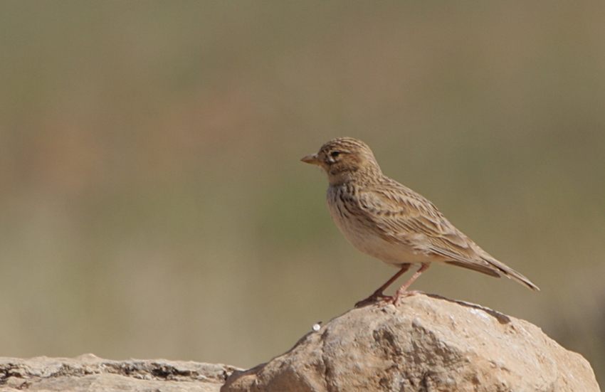 Turkestan Short-toed Lark