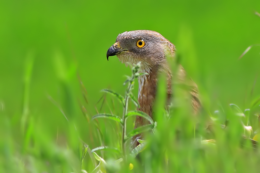 European Honey Buzzard