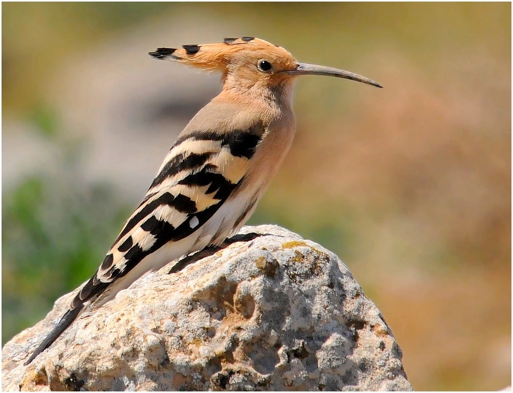Common Hoopoe