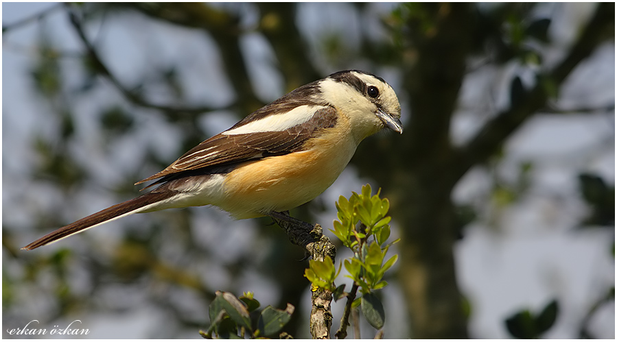 Masked Shrike