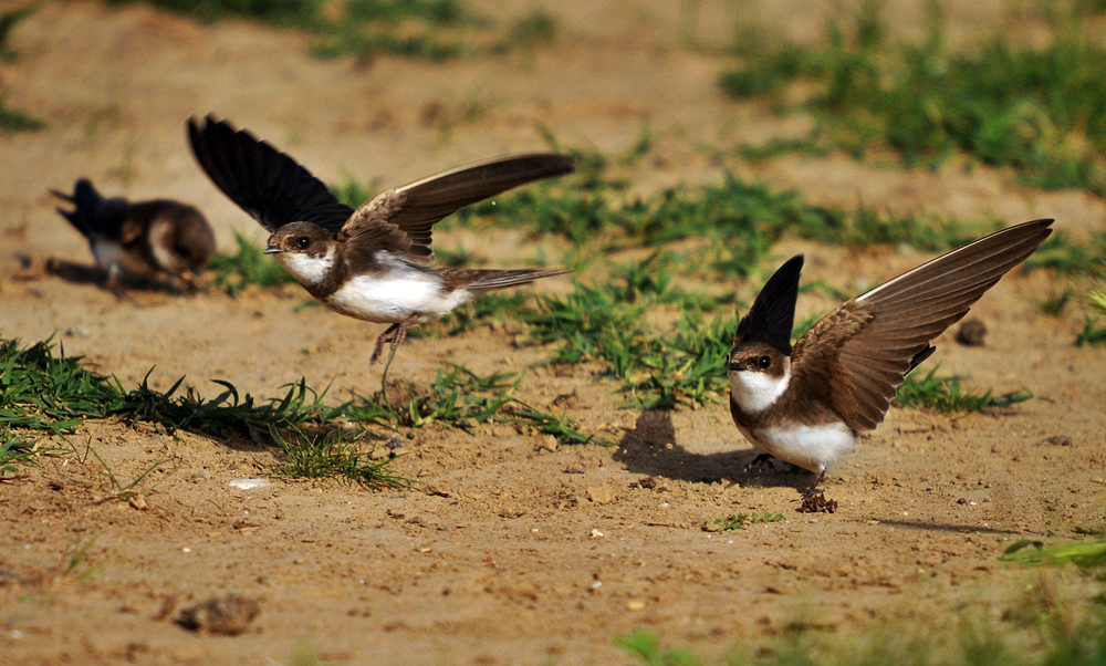 Sand Martin