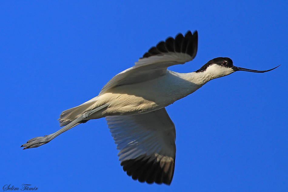 Pied Avocet