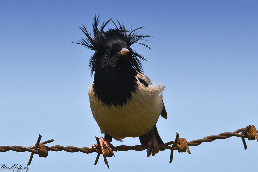 Rosy Starling