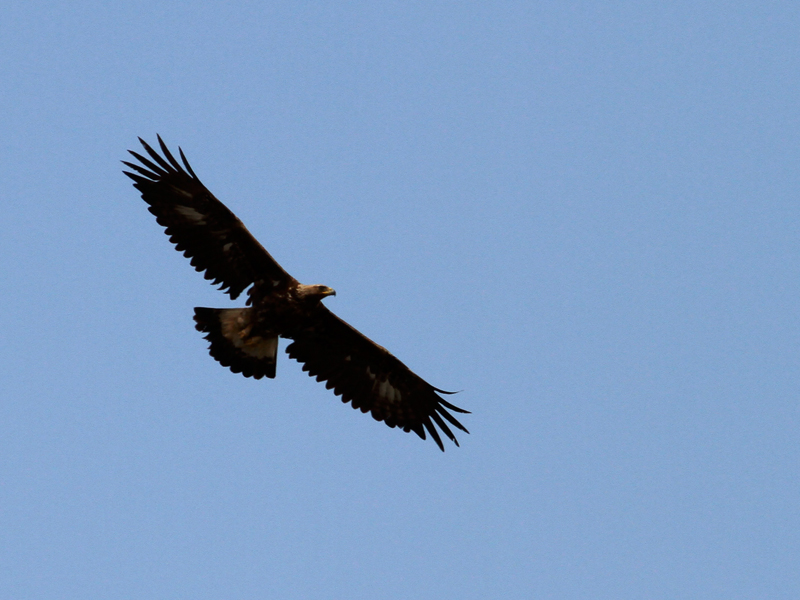 Golden Eagle