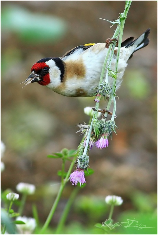 European Goldfinch