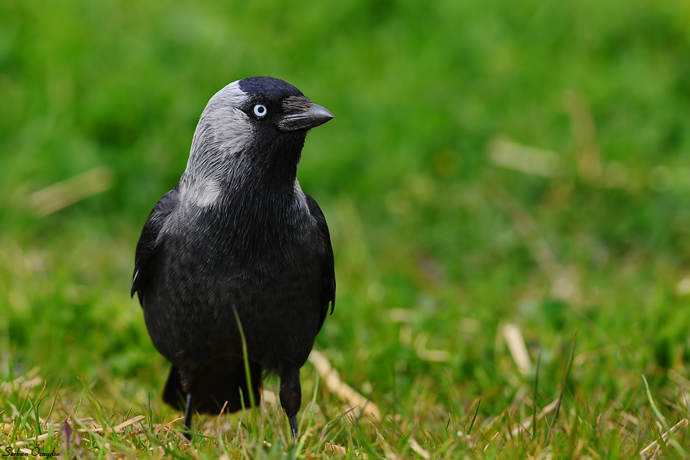 Western Jackdaw