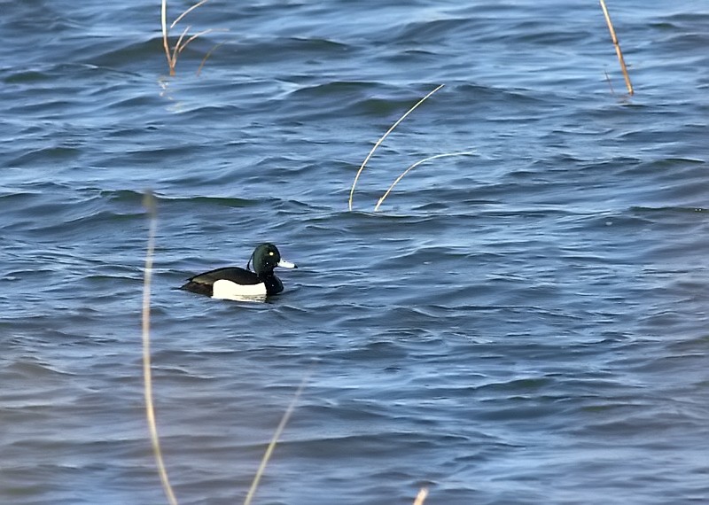 Tufted Duck