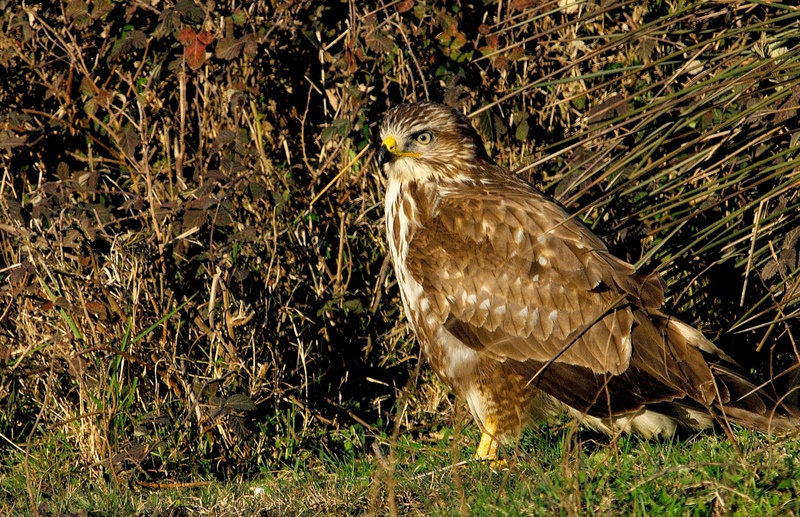 Common Buzzard