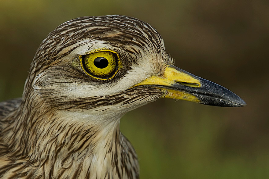 Eurasian Stone-curlew