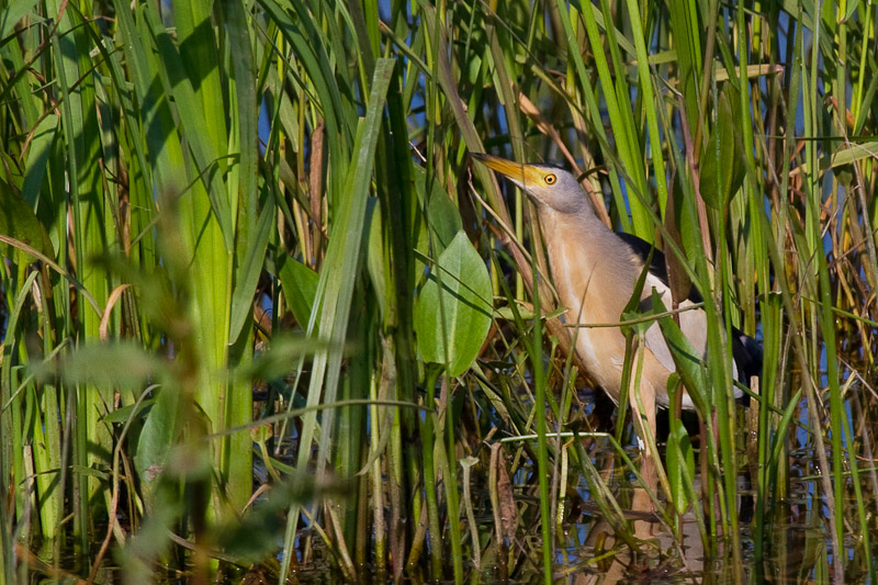 Little Bittern