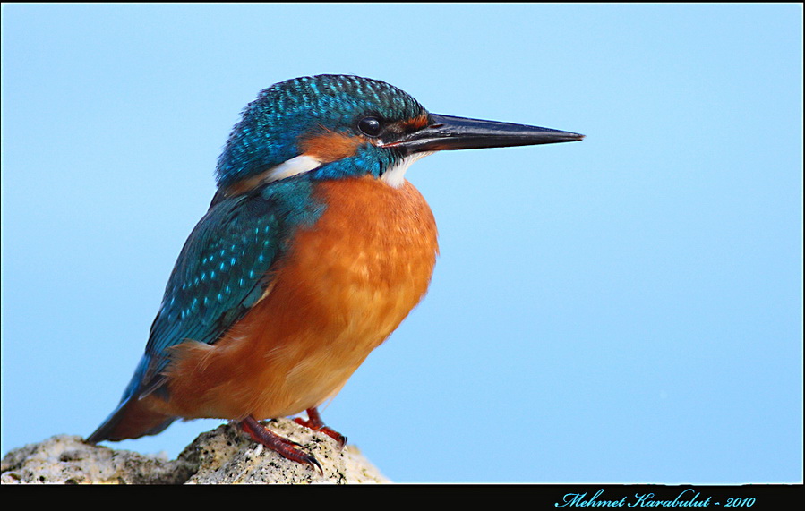 Common Kingfisher
