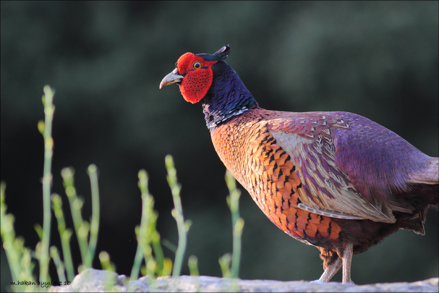 Common Pheasant