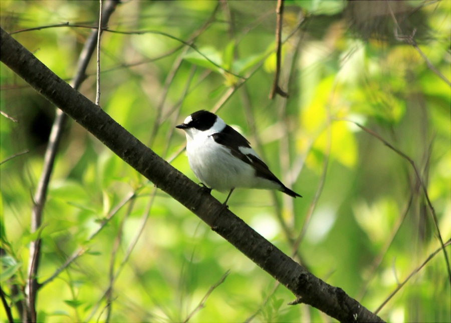Collared Flycatcher