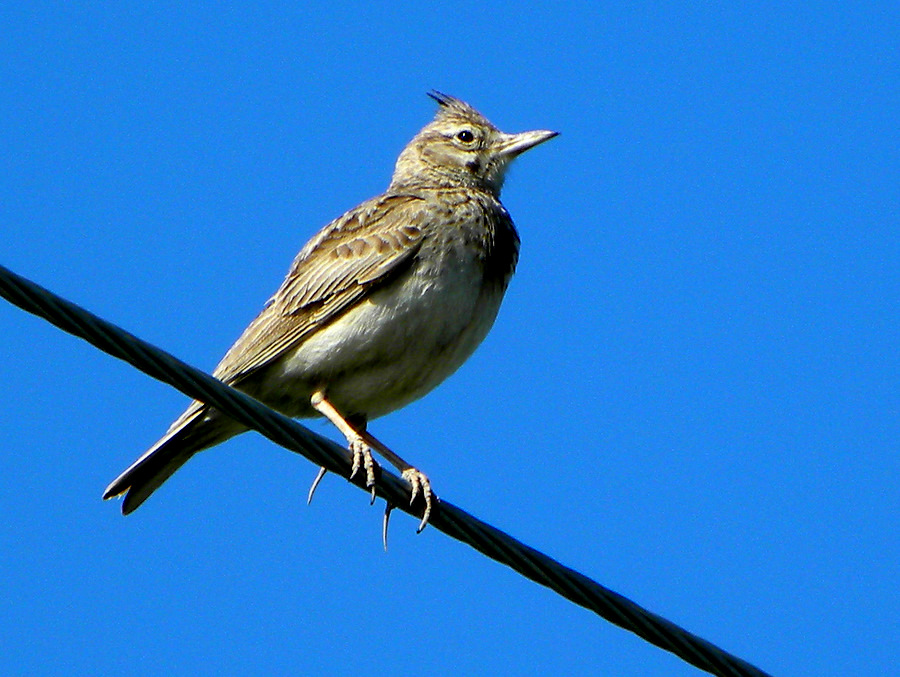 Crested Lark