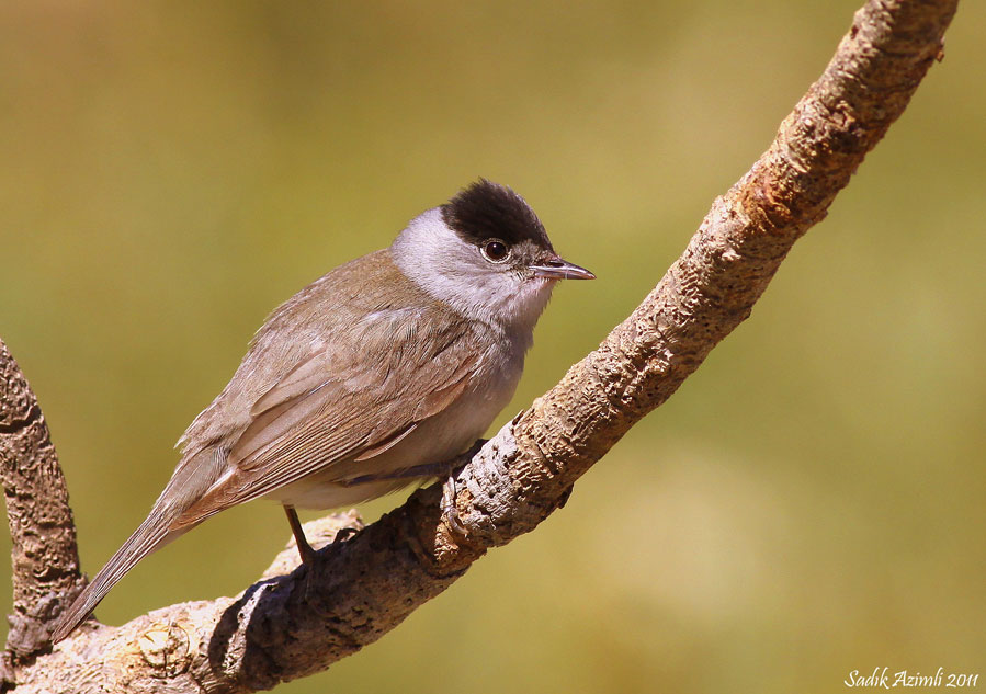Eurasian Blackcap