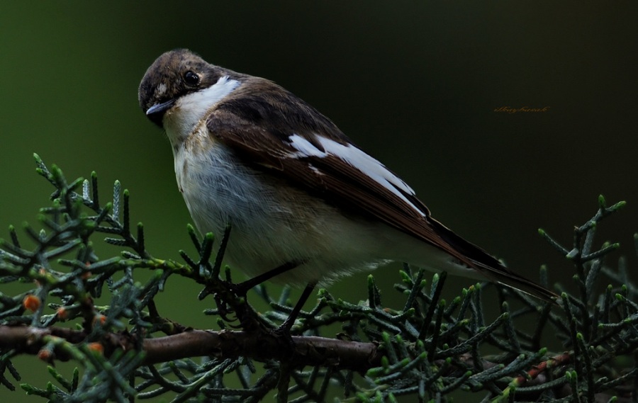European Pied Flycatcher