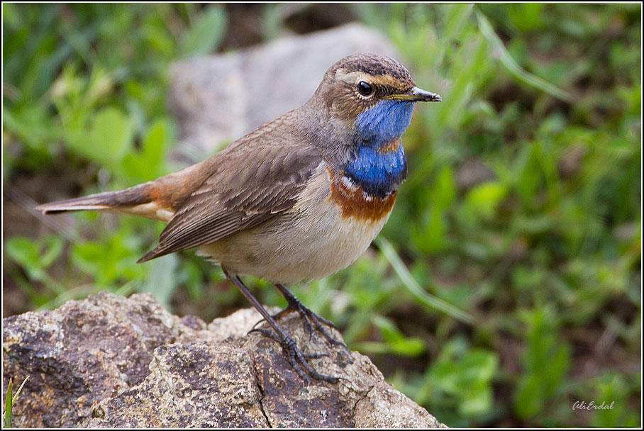 Bluethroat