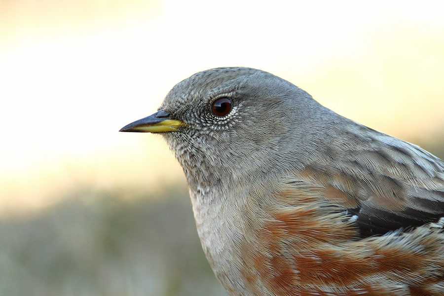 Alpine Accentor