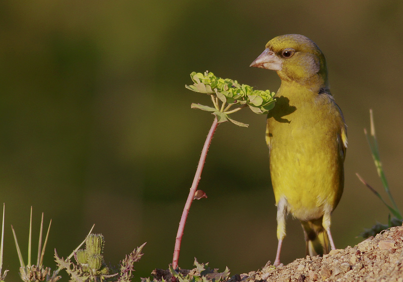 European Greenfinch