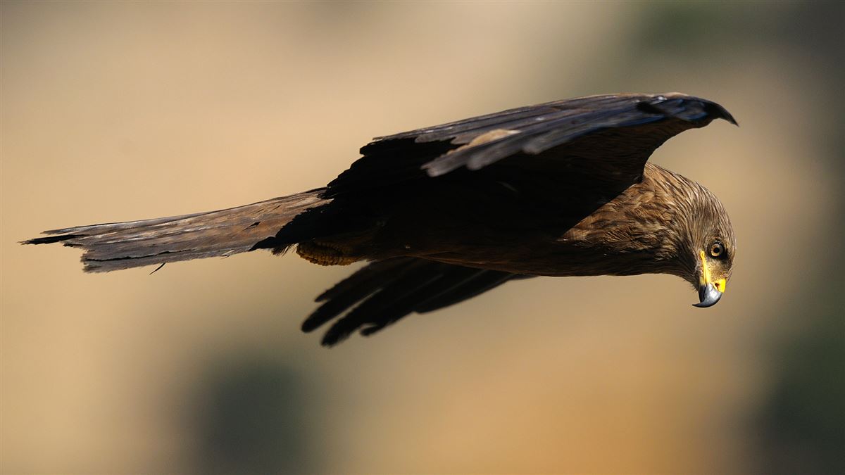Black Kite