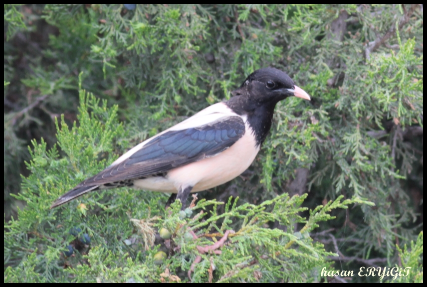 Rosy Starling