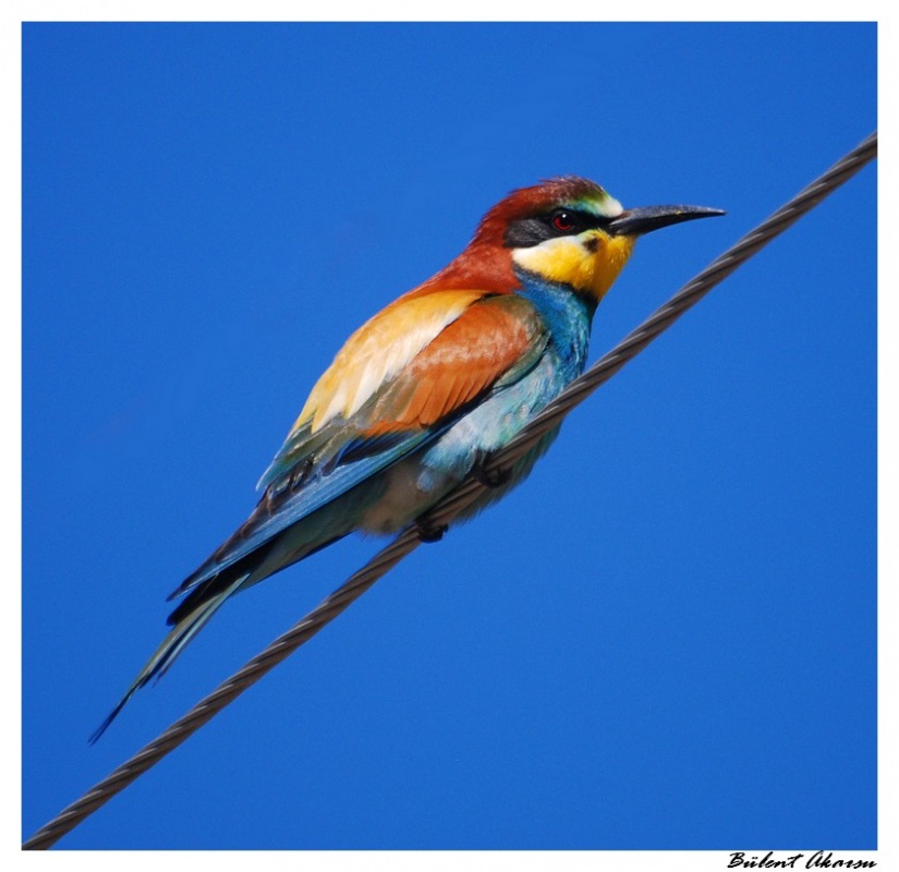 European Bee-eater