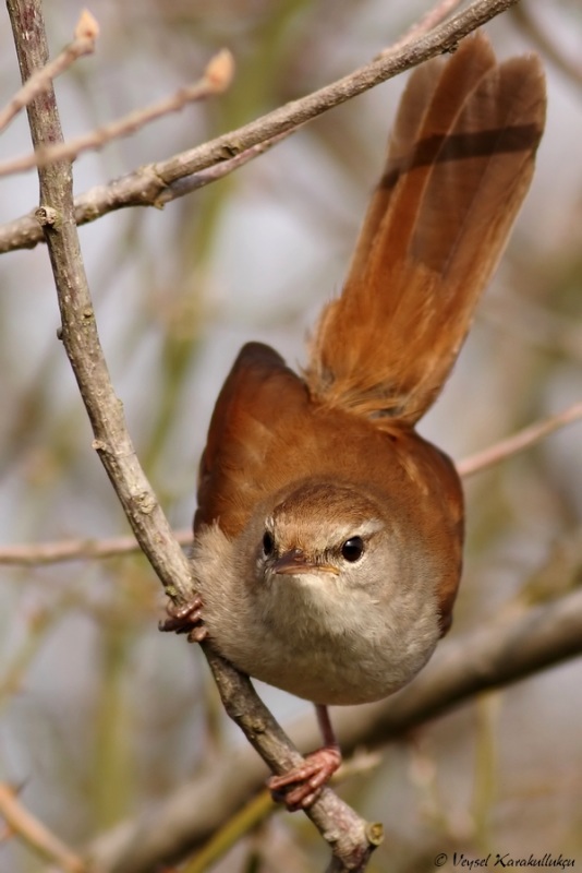 Cetti`s Warbler