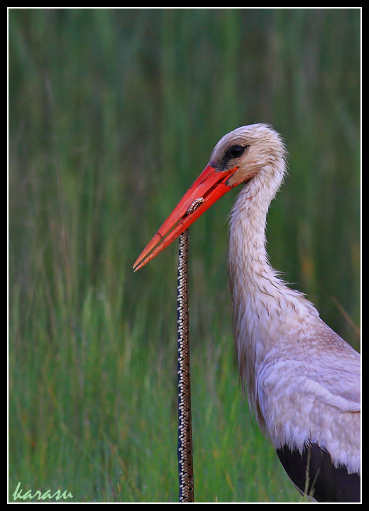 White Stork