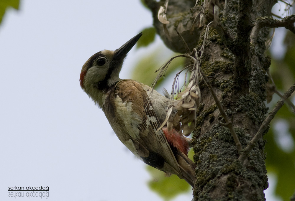 Syrian Woodpecker