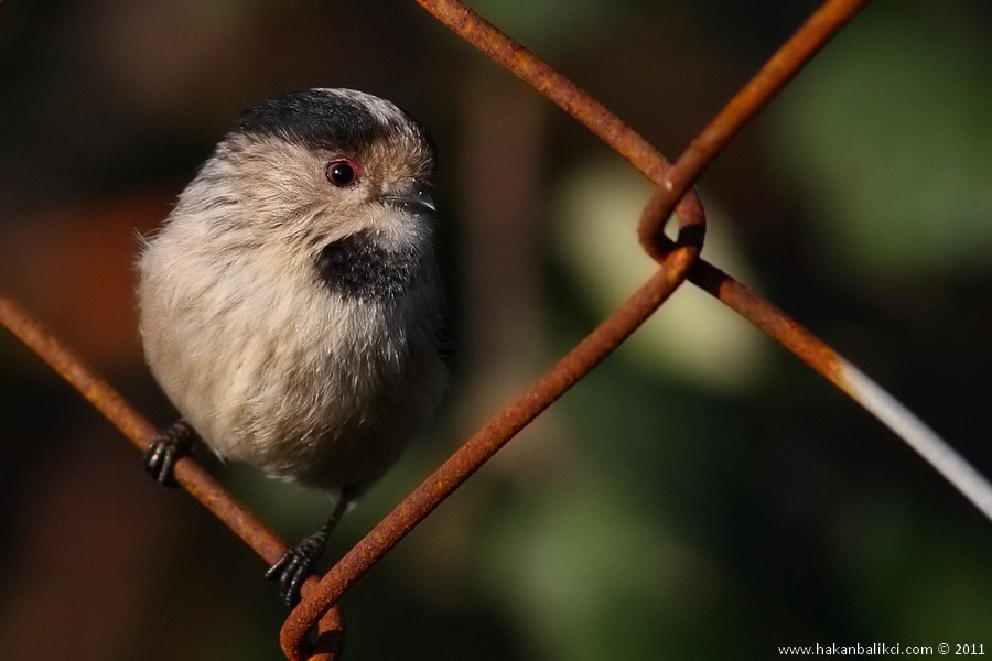 Long-tailed Tit