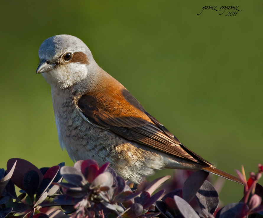 Red-backed Shrike