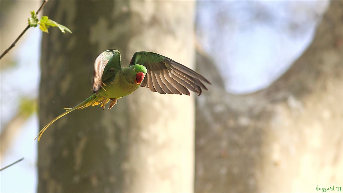 Alexandrine Parakeet